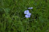 Linum nervosum