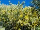 Acacia podalyriifolia