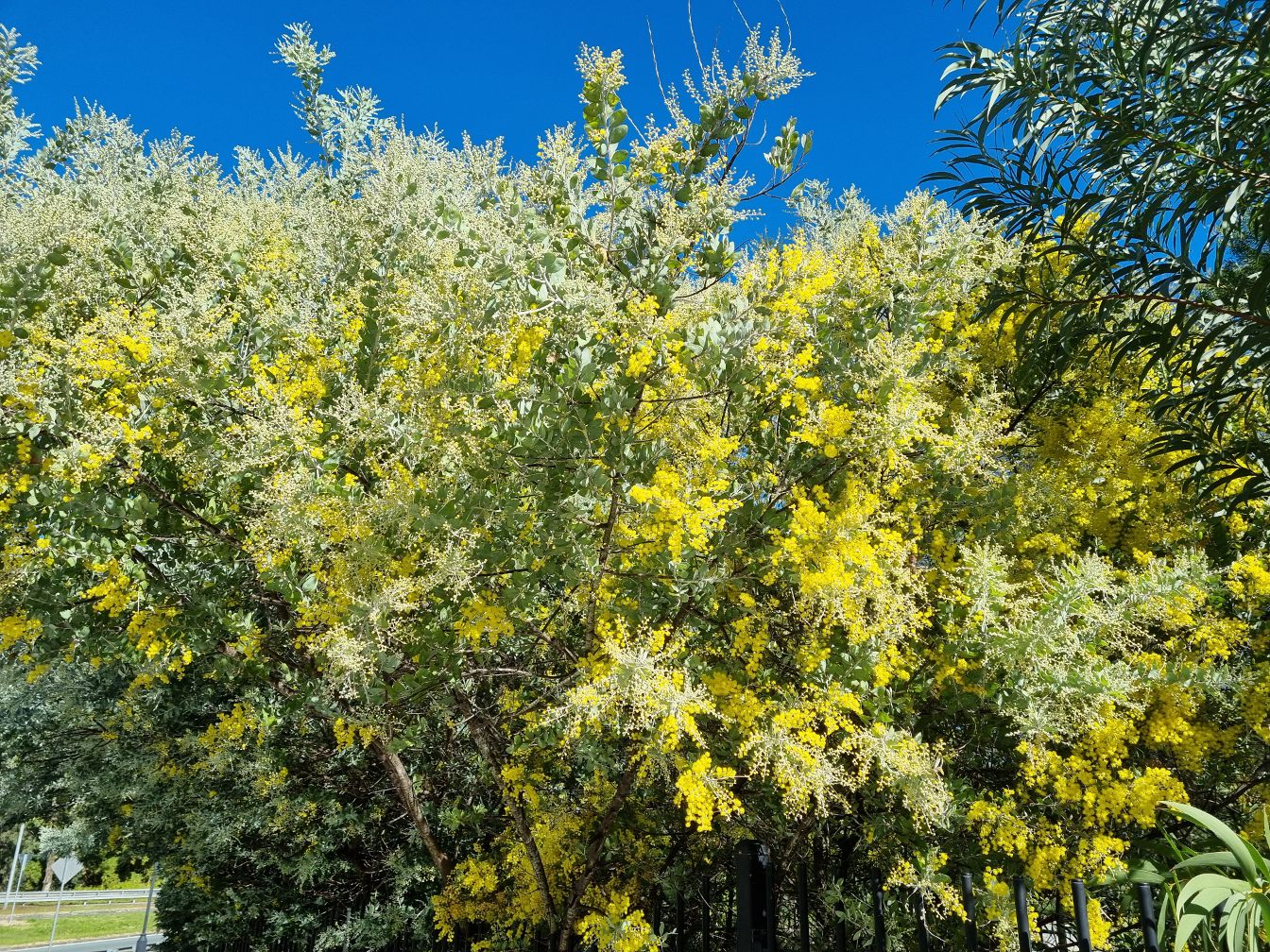 Изображение особи Acacia podalyriifolia.