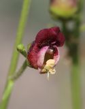 Scrophularia olympica. Цветок. Дагестан, Лакский р-н, окр. с. Шара, сланцевая осыпь. 22 июня 2021 г.