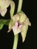 Epipactis persica