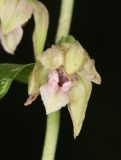 Epipactis persica. Цветок. Крым, Долгоруковская яйла, буковый лес. 18 июля 2021 г.