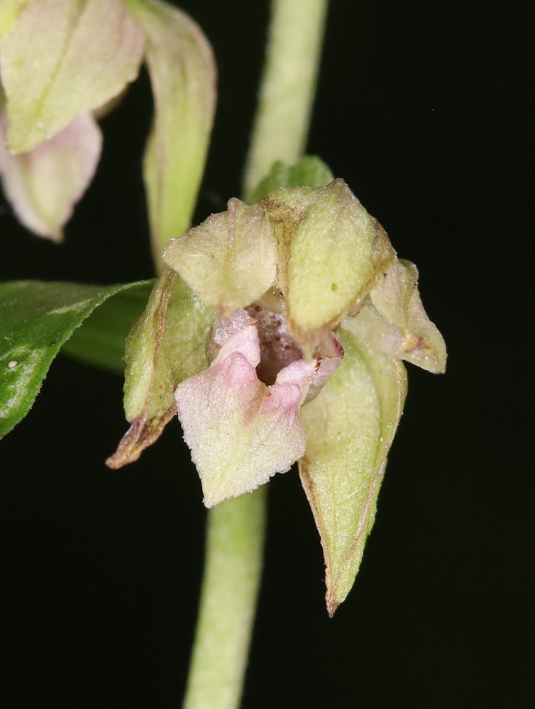 Image of Epipactis persica specimen.