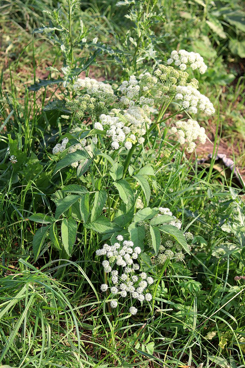 Изображение особи Angelica sylvestris.