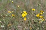 Hieracium filifolium