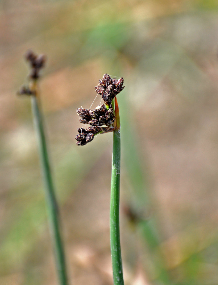 Image of genus Schoenoplectus specimen.
