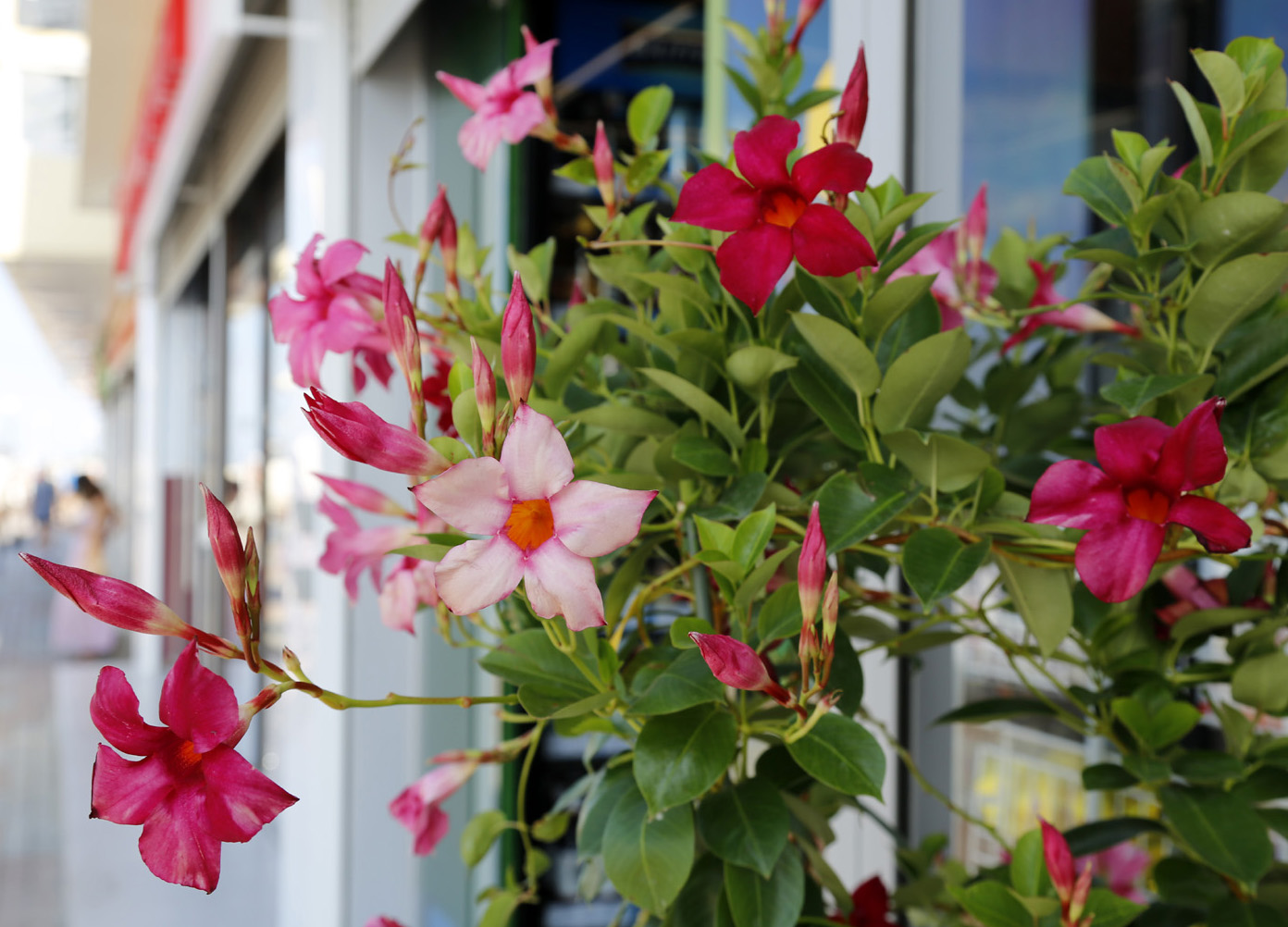 Image of genus Mandevilla specimen.