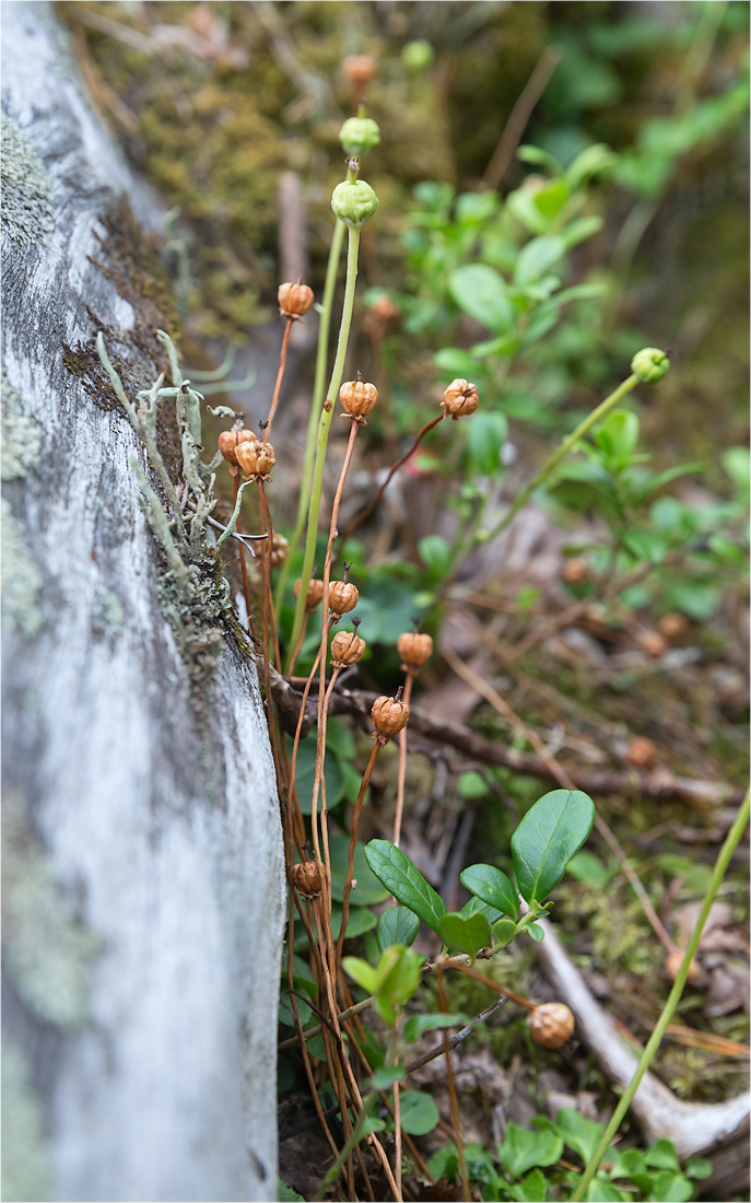 Image of Moneses uniflora specimen.