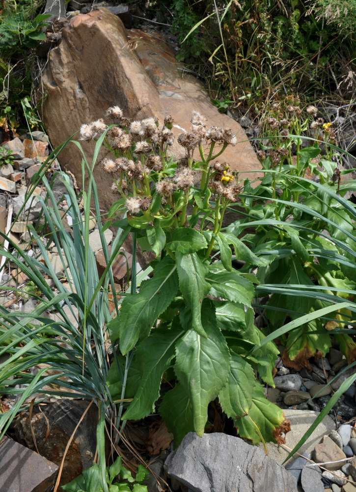 Image of Senecio pseudoarnica specimen.