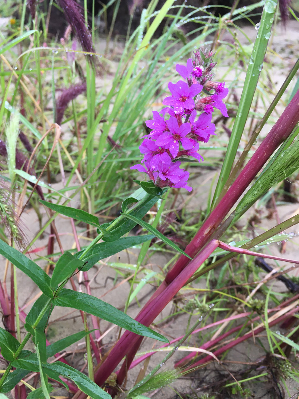 Image of Lythrum salicaria specimen.