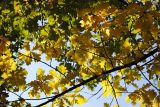 Quercus robur. Мозаика листьев в осенней окраске. Новосибирск, в культуре. 21.09.2010.