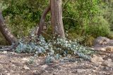 Capparis aegyptia. Вегетирующее растение. Израиль, заповедник \"Нахаль Давид\", впадина Мёртвого моря. 05.09.2020.