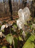 Lunaria rediviva