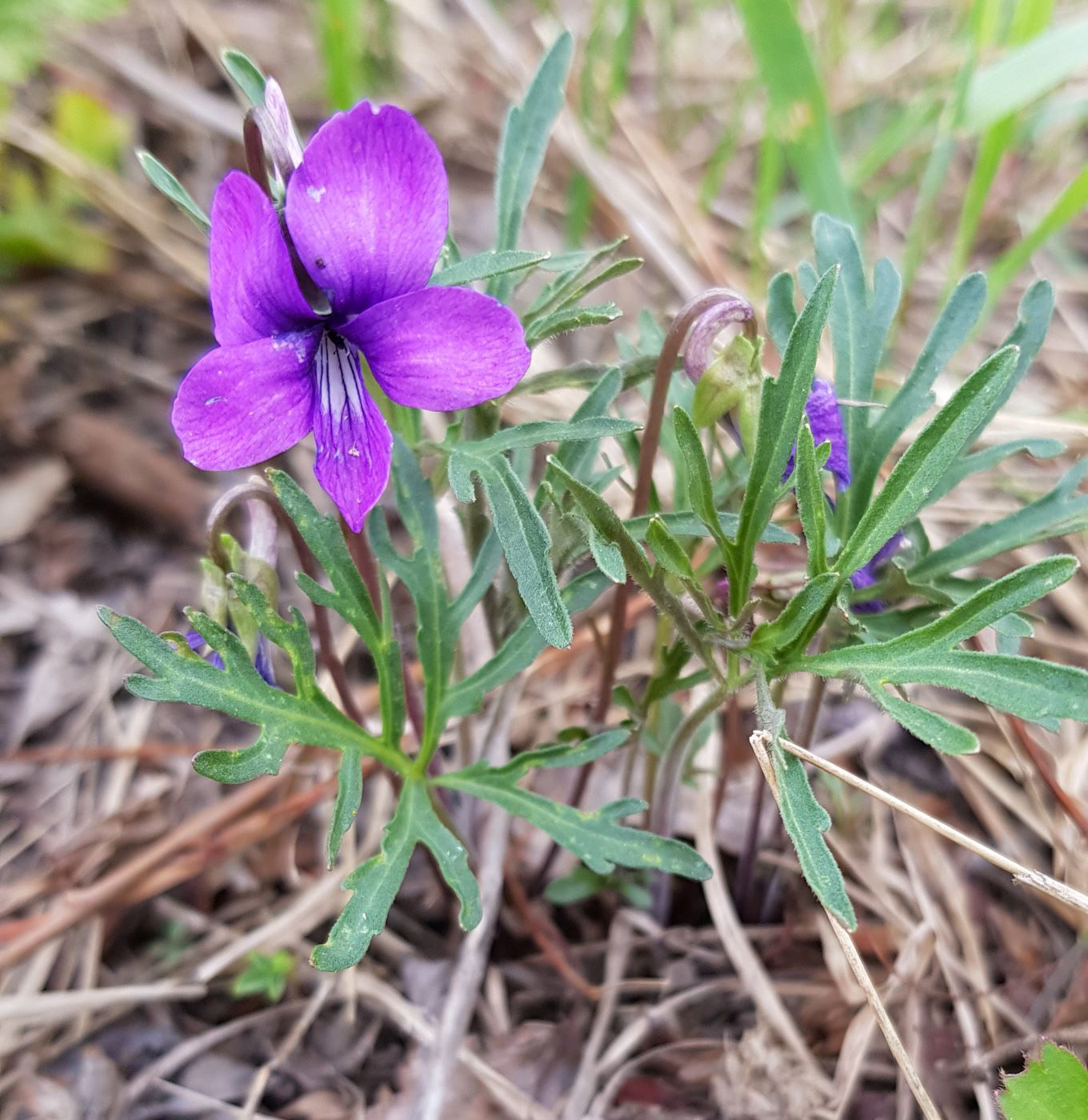 Изображение особи Viola dissecta.