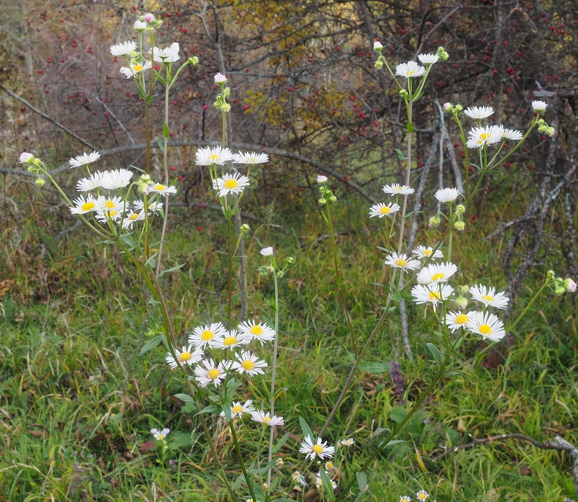 Image of Erigeron annuus specimen.