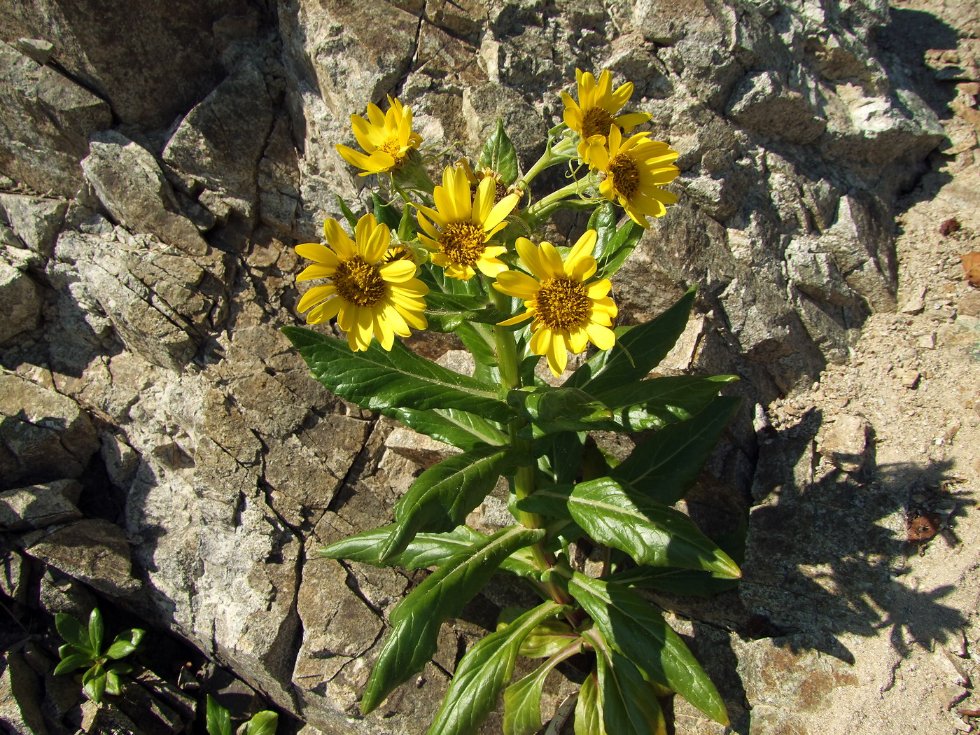 Image of Senecio pseudoarnica specimen.