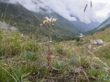 Erigeron acris subspecies botschantzevii. Плодоносящее растение. Кабардино-Балкария, Черекский р-н, Кабардино-Балкарский высокогорный заповедник, Черек-Безенгийское ущелье, окр. альплагеря \"Безенги\", ≈ 2100 м н.у.м., отложенная боковая морена, субальпийский луг. 16.08.2021.
