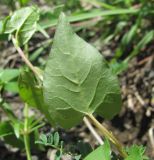 Fallopia convolvulus