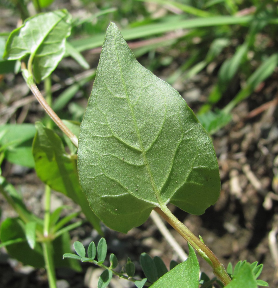 Изображение особи Fallopia convolvulus.