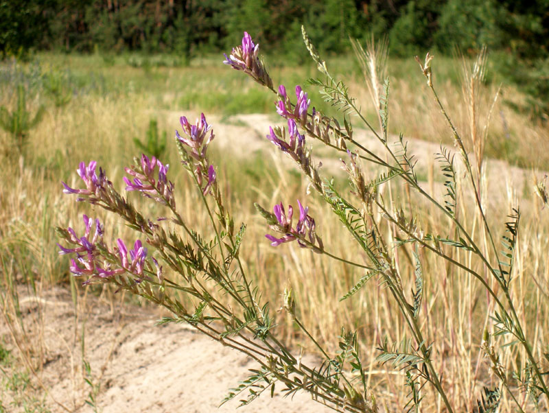 Image of Astragalus varius specimen.