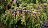 Juniperus sibirica. Ветвь с незрелыми шишкоягодами. Кольский п-ов, Восточный Мурман, окр. пос. Дальние Зеленцы. 04.08.2010.