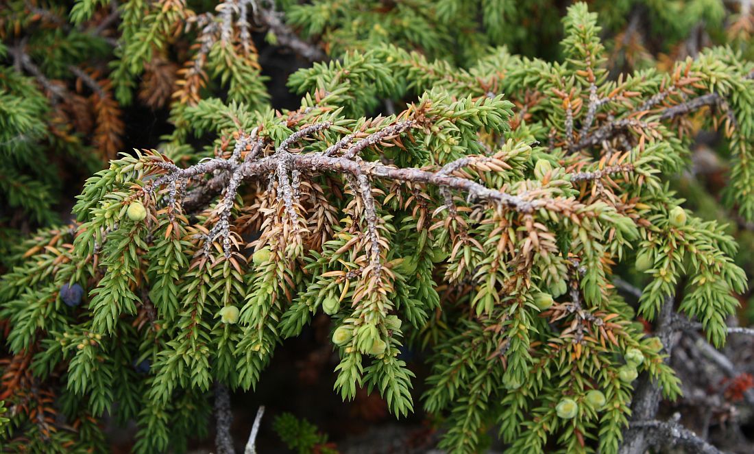 Image of Juniperus sibirica specimen.