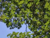 Acer campestre