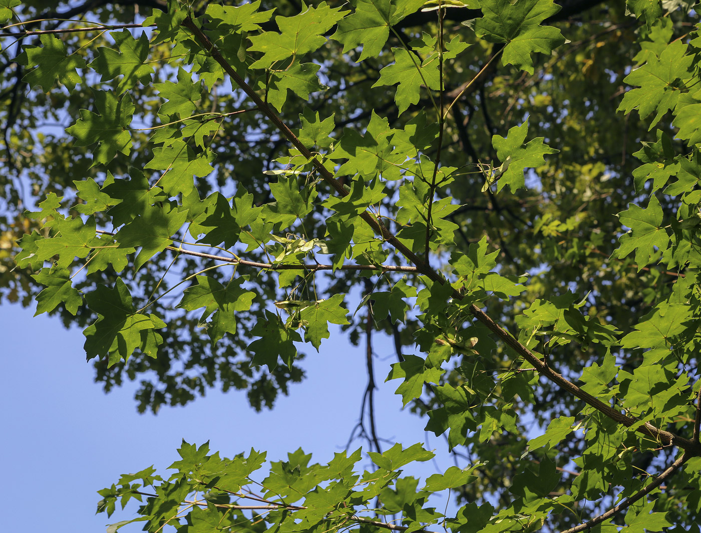 Image of Acer campestre specimen.