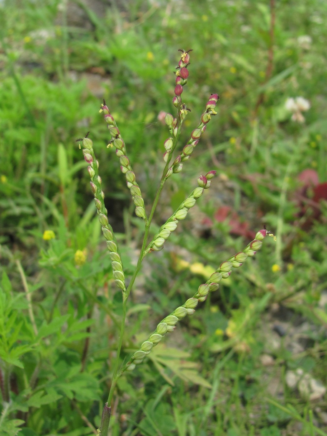 Image of Paspalum thunbergii specimen.
