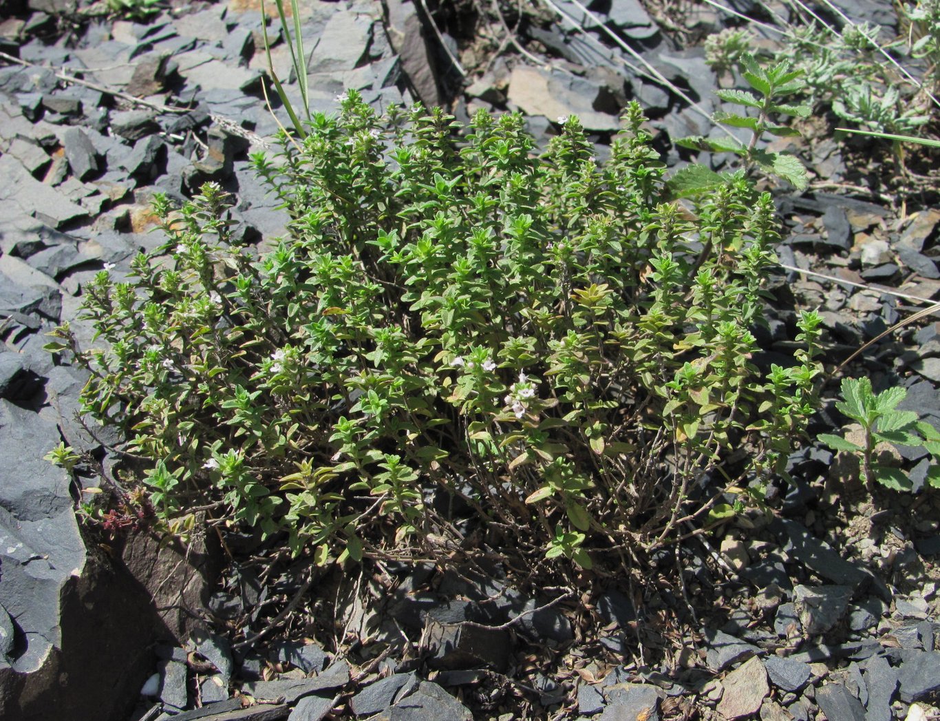 Image of Satureja subdentata specimen.