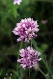 Allium griffithianum. Соцветия. Узбекистан, Ташкентская обл., Бекабадский р-н, долина р. Сырдарья, Дальверзинское охотхозяйство, разнотравный тугай с редкими насаждениями Populus pruinosa. 21.04.2022.