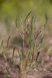 Rumex acetosella