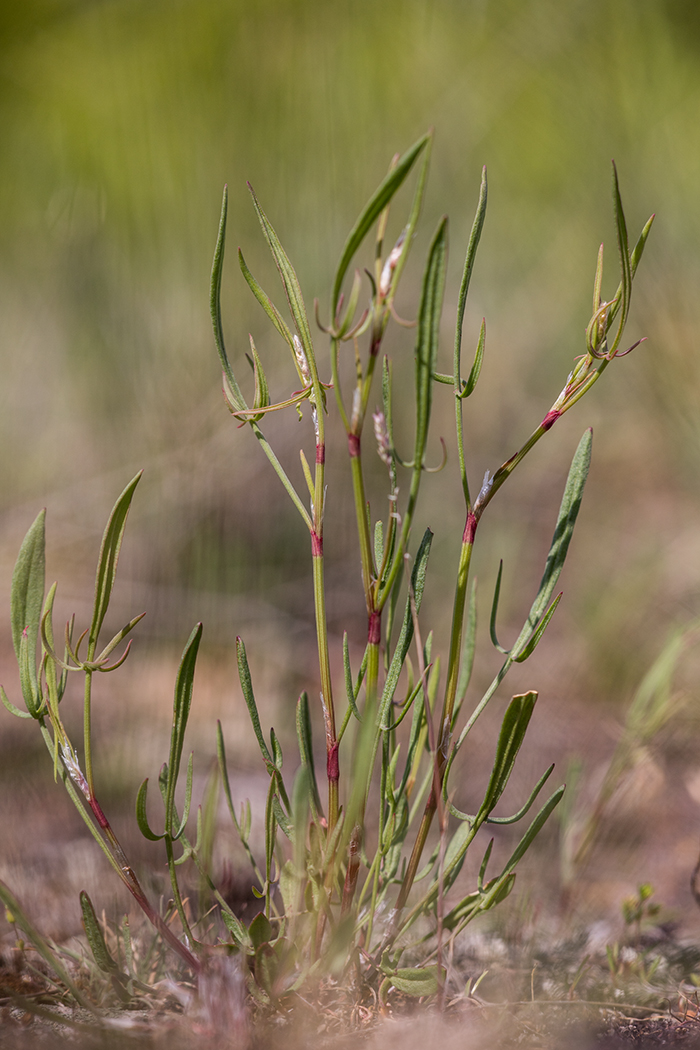 Изображение особи Rumex acetosella.