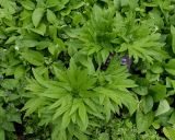 Helleborus purpurascens. Листья. Москва, филиал Ботсада МГУ \"Аптекарский огород\", теневой сад, в культуре. 22.05.2022.