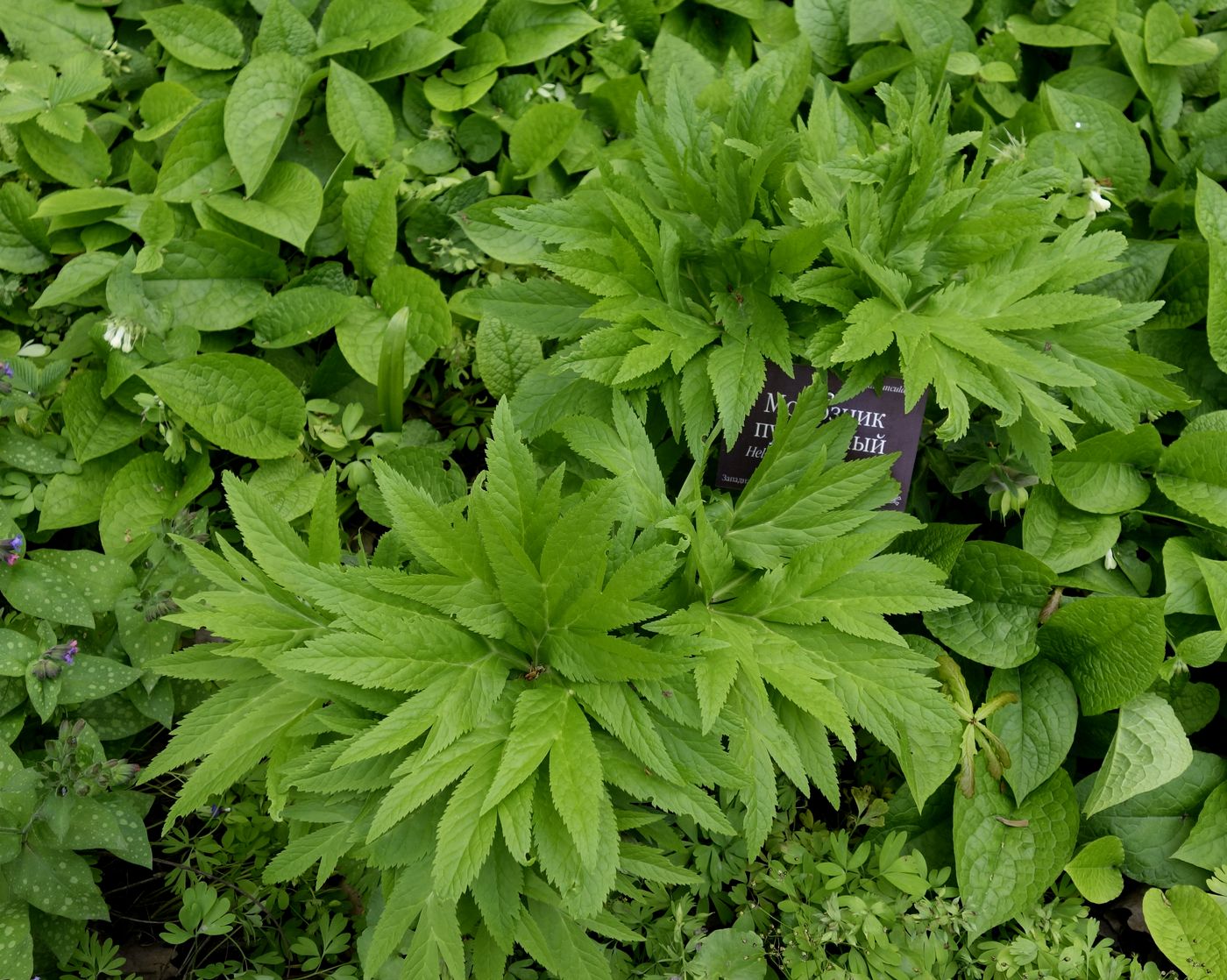 Image of Helleborus purpurascens specimen.