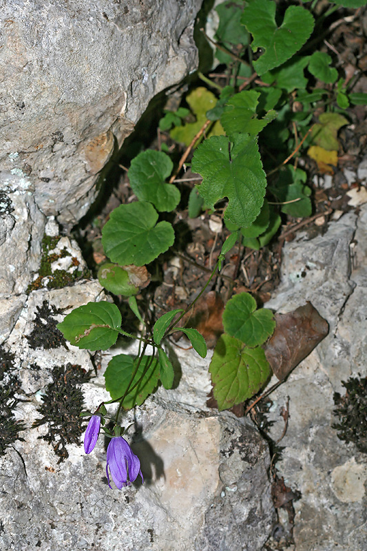 Изображение особи род Campanula.