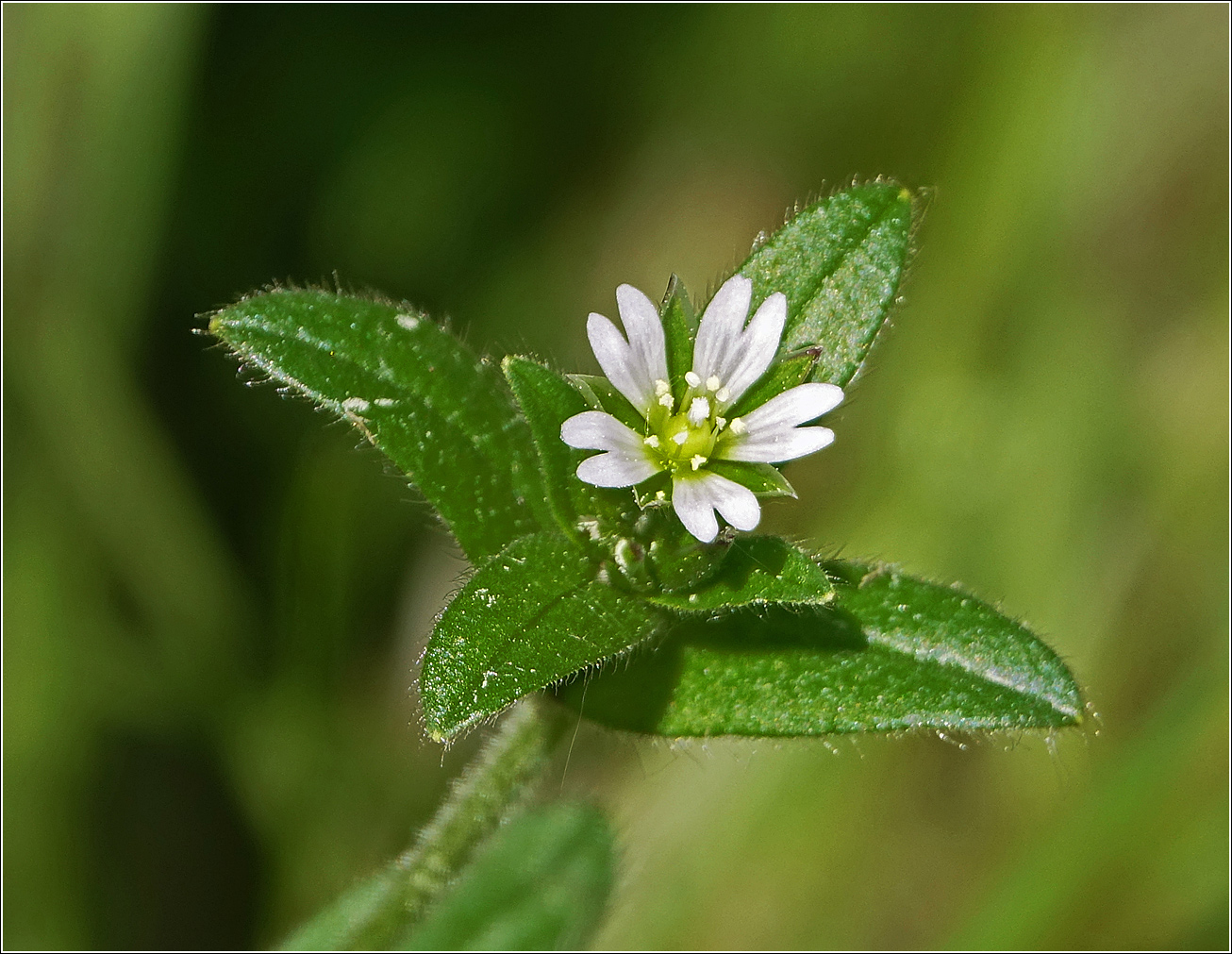 Изображение особи Cerastium holosteoides.