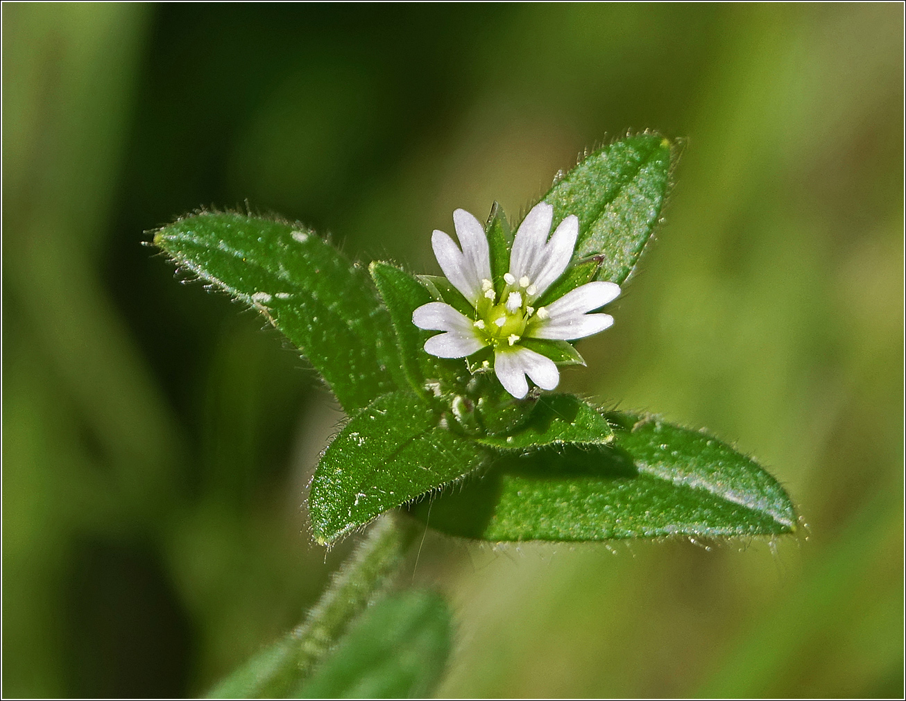 Image of Cerastium holosteoides specimen.