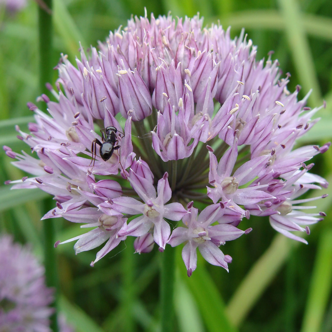 Image of Allium maximowiczii specimen.