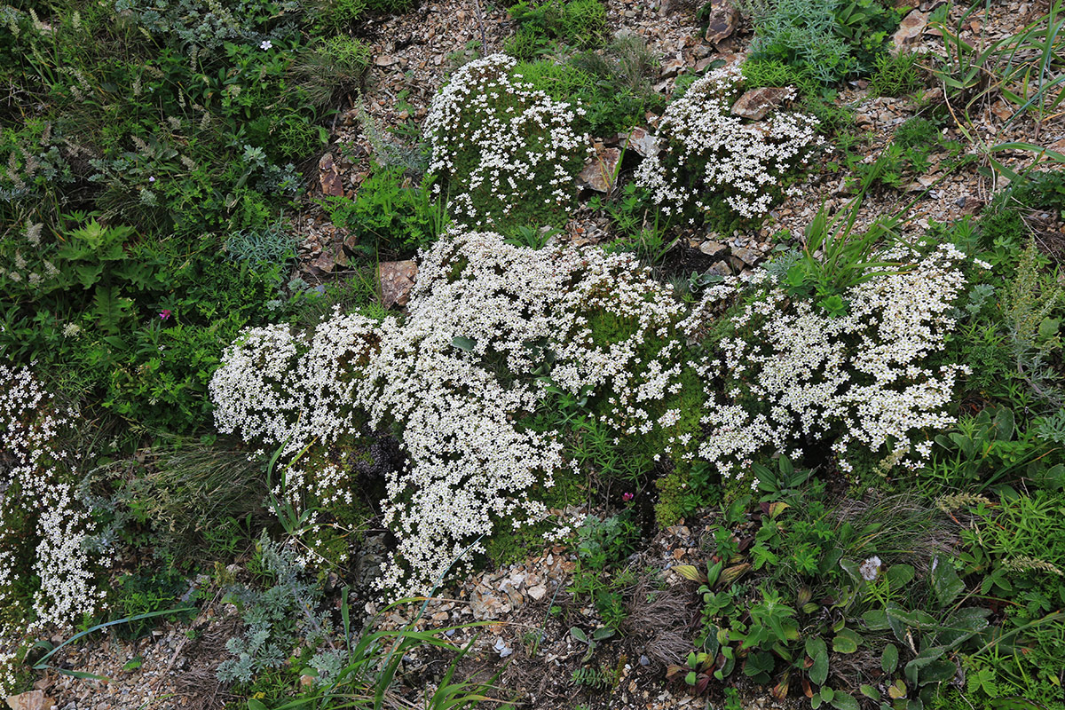 Image of Saxifraga ascoldica specimen.