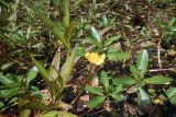 Ludwigia peploides