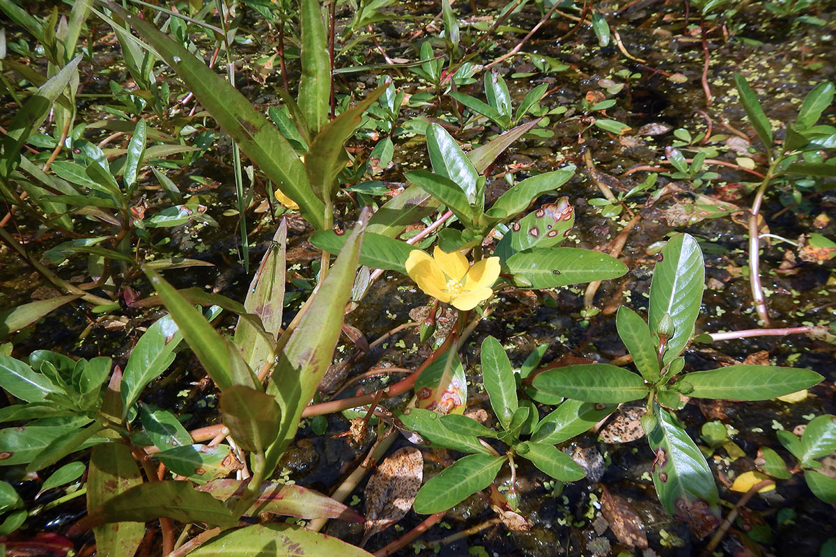 Image of Ludwigia peploides specimen.