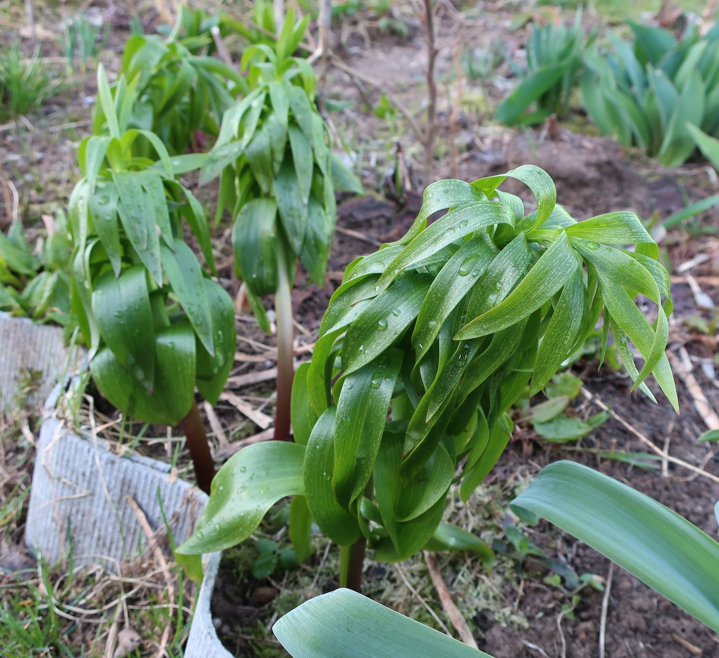 Изображение особи Fritillaria imperialis.