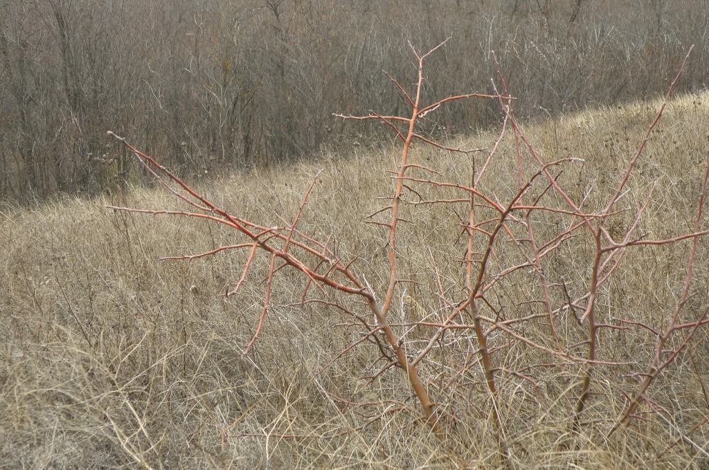 Image of genus Malus specimen.