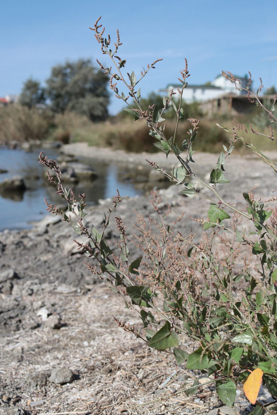 Image of Atriplex prostrata specimen.