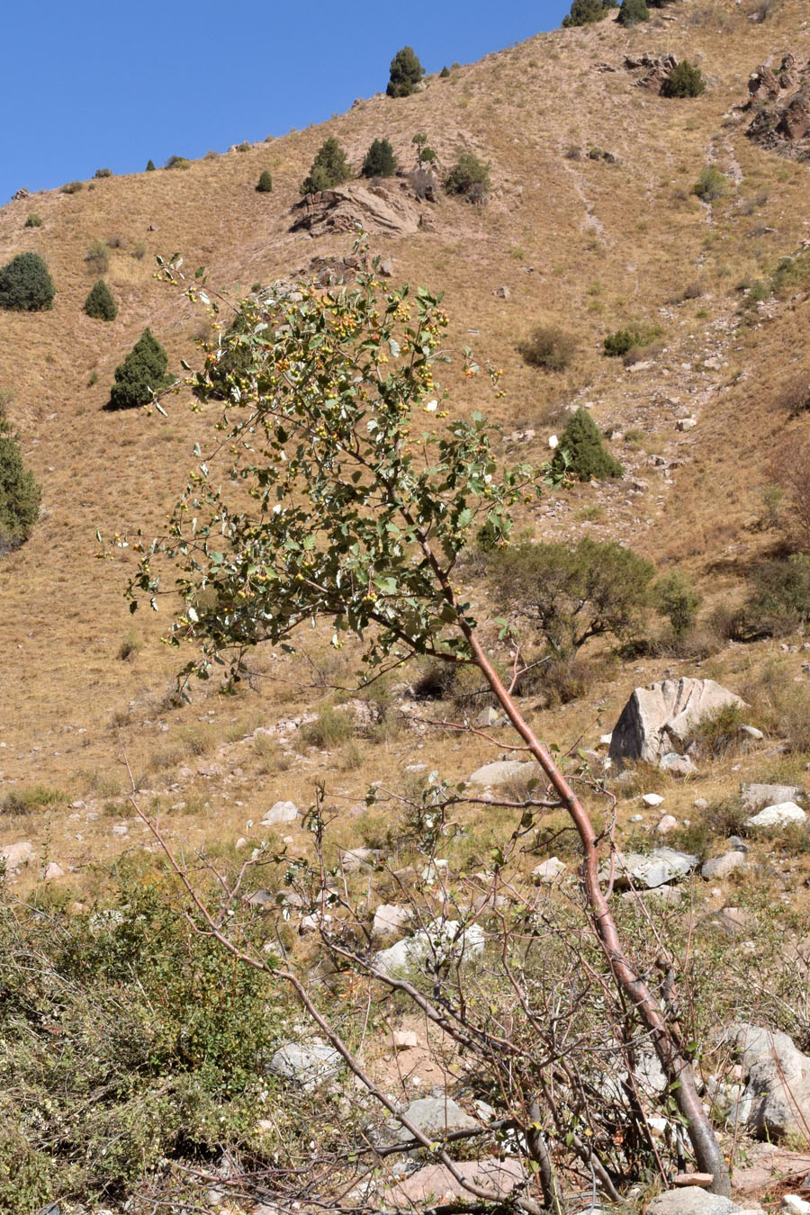 Image of Sorbus persica specimen.