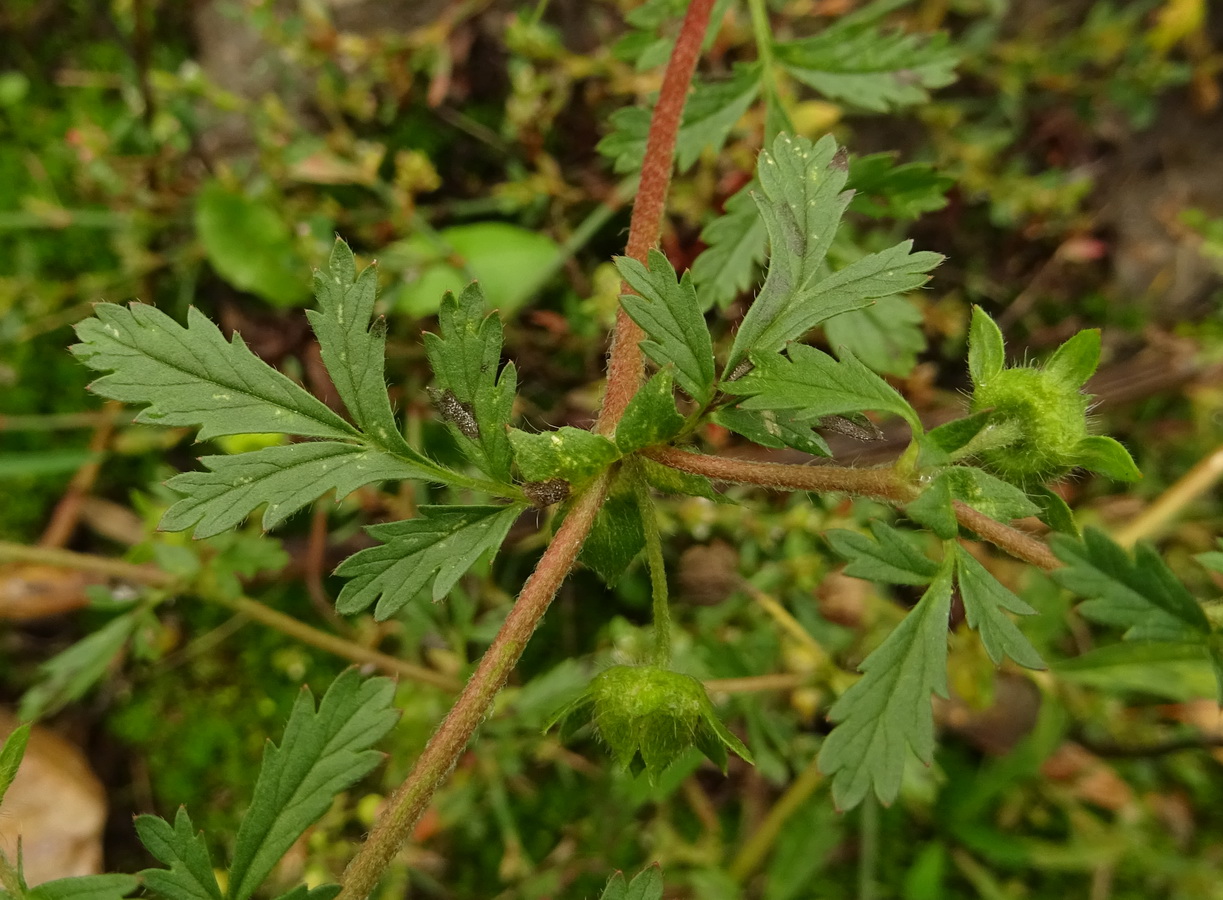 Image of Potentilla supina specimen.