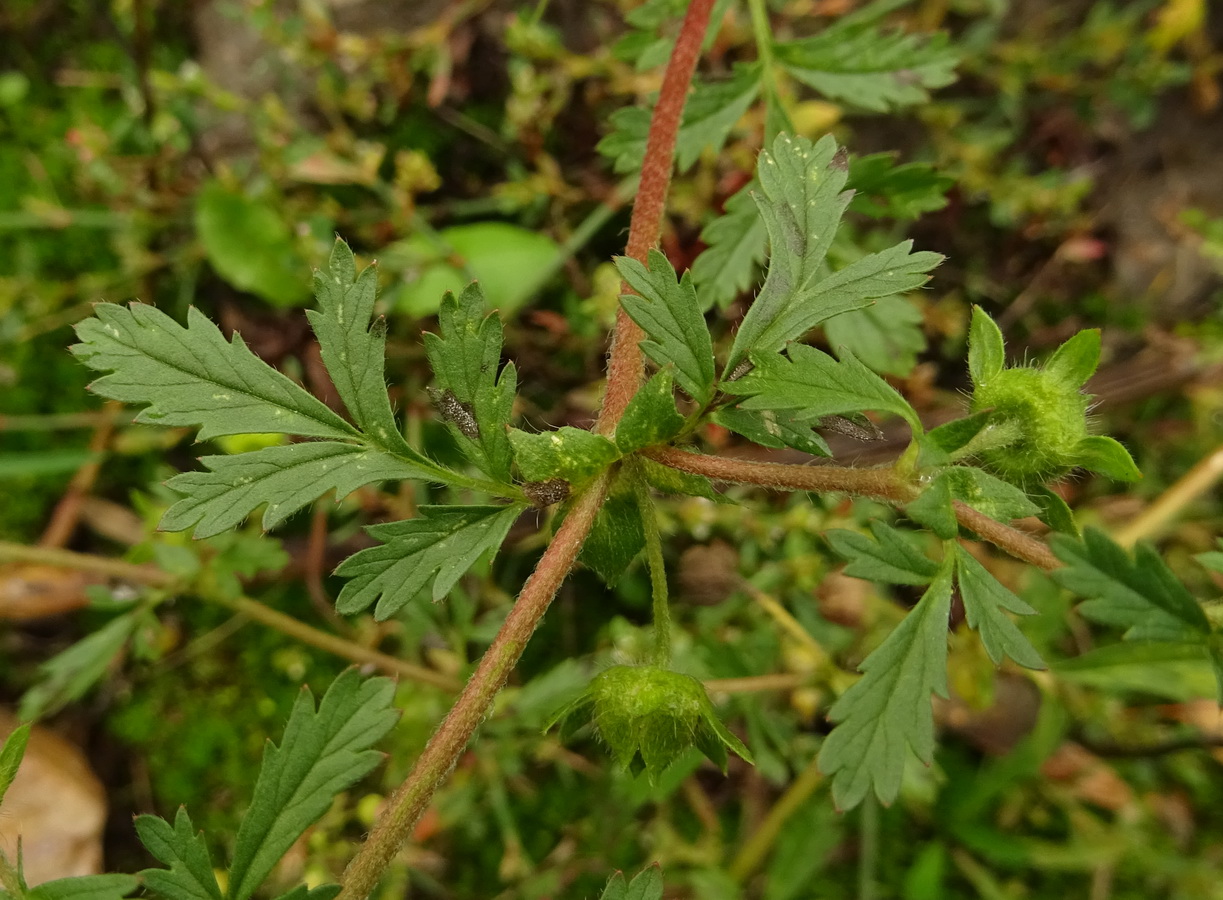 Изображение особи Potentilla supina.