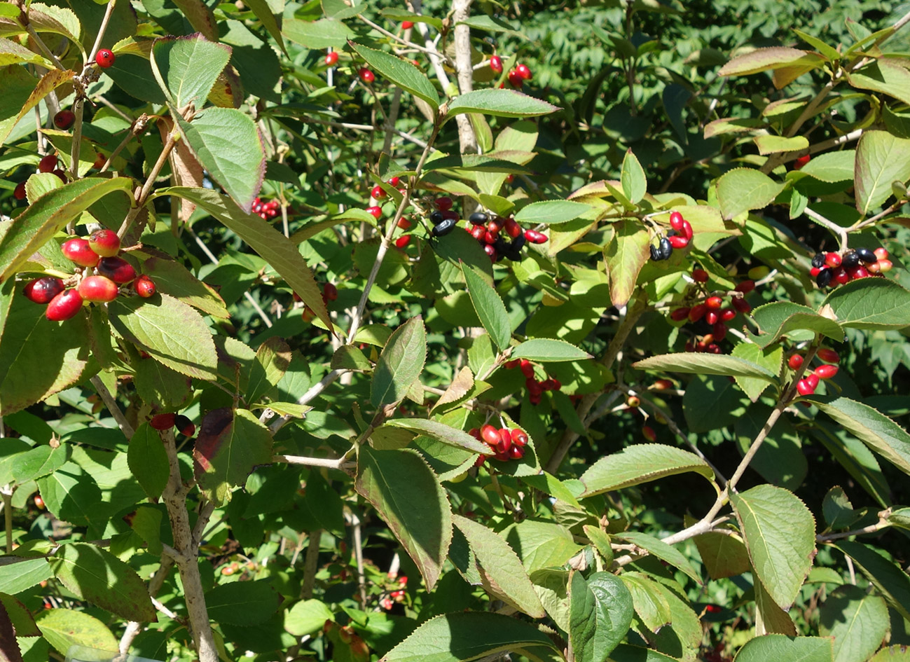 Изображение особи Viburnum burejaeticum.