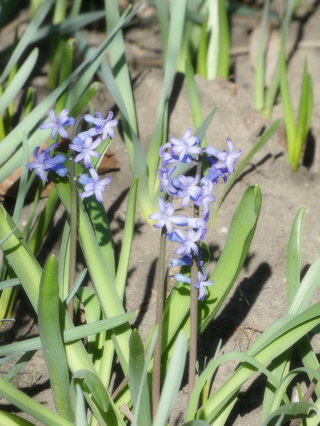 Image of Hyacinthus orientalis specimen.